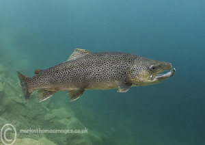 Brown Trout. by Mark Thomas 